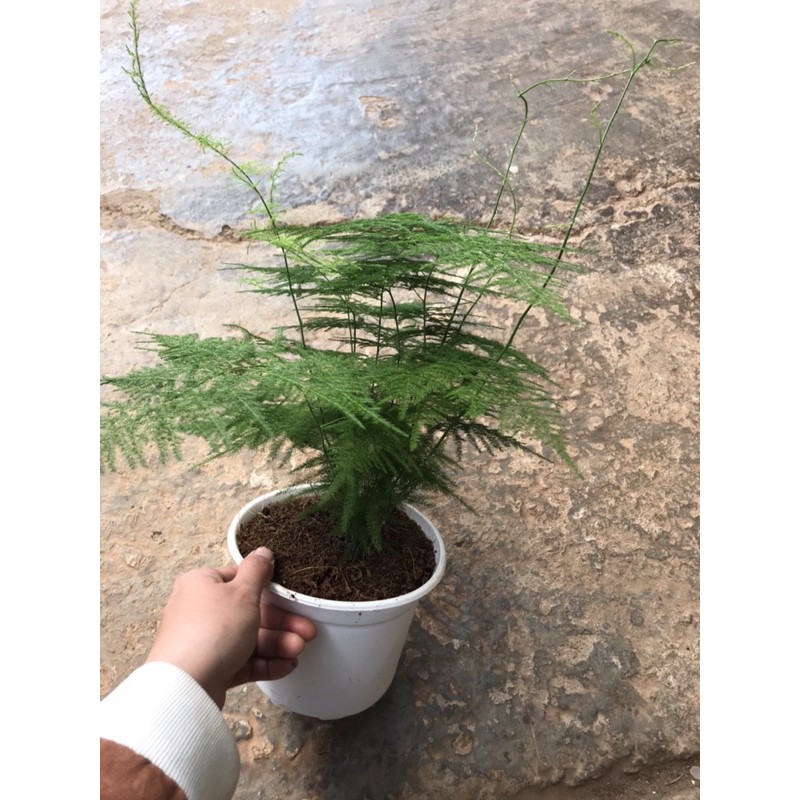 Kim thuỷ tùng - Asparagus fern dáng lá cực đẹp, mang lại phong thuỷ tốt, cay khoẻ, rễ nhiều