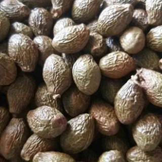 1kg đười ươi  bay