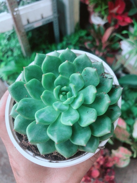 Sen Đá Bánh Bao Xanh