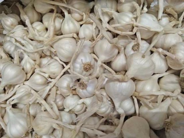 1kg Tỏi  - Đặc sản Lý Sơn ( Quảng Ngãi ) | BigBuy360 - bigbuy360.vn