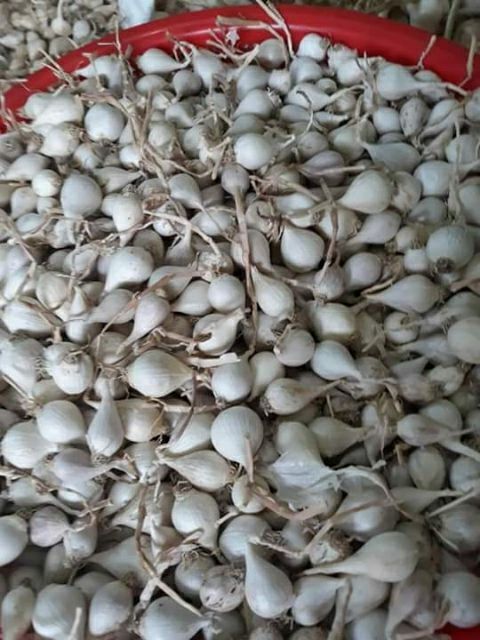 Tỏi cô đơn ( loại 500g )