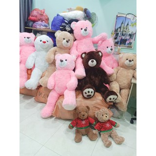 Gấu teddy nau