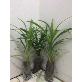 Cây giống lá dứa thơm ( lá nếp) ...
