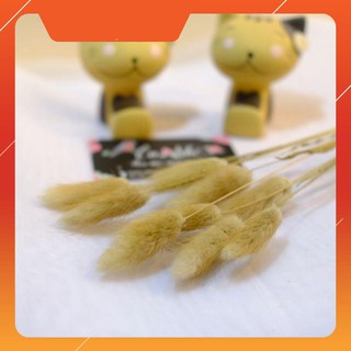 Hoa khô Cỏ đuôi thỏ màu tự nhiên từ Hà Lan decor trang trí 10 bông