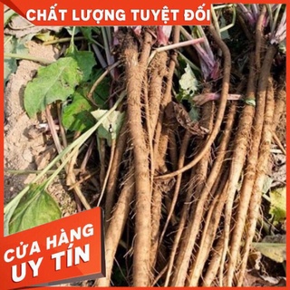 HẠT GIỐNG NGƯU BÀNG HÀN QUỐC