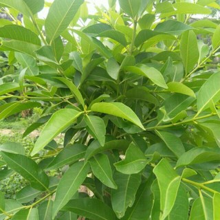 Lá cây vối tươi (100g)