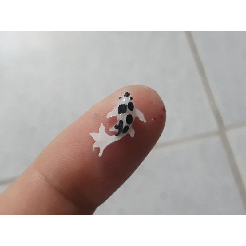 Phôi cá koi mini làm đồ handmade