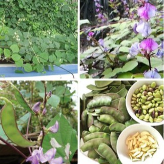 Hạt giống đậu ván xanh - 10 hạt