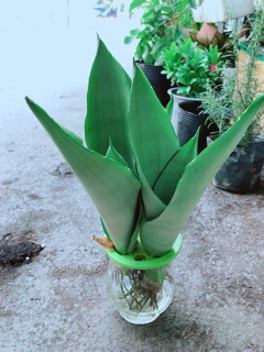 Chậu Lưỡi Hổ Thuỷ Sinh