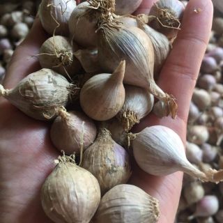 [500g Tỏi cô đơn] Đặc sản Sơn La
