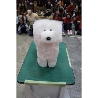 Chó Poodle - Mô hình giấy