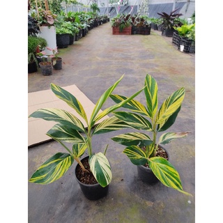 Chậu cứng riềng var - Variegated Shell Ginger