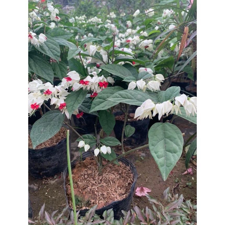 Cây Ngọc Nữ Cao 35-40cm Hoa Đẹp Nở Quanh Năm Trang Trí Sân vườn