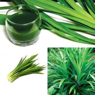 Cây lá dứa (cây dứa nếp nấu xôi)