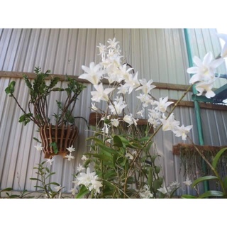 Hoa Lan bạch câu cực thơm(1 khóm)