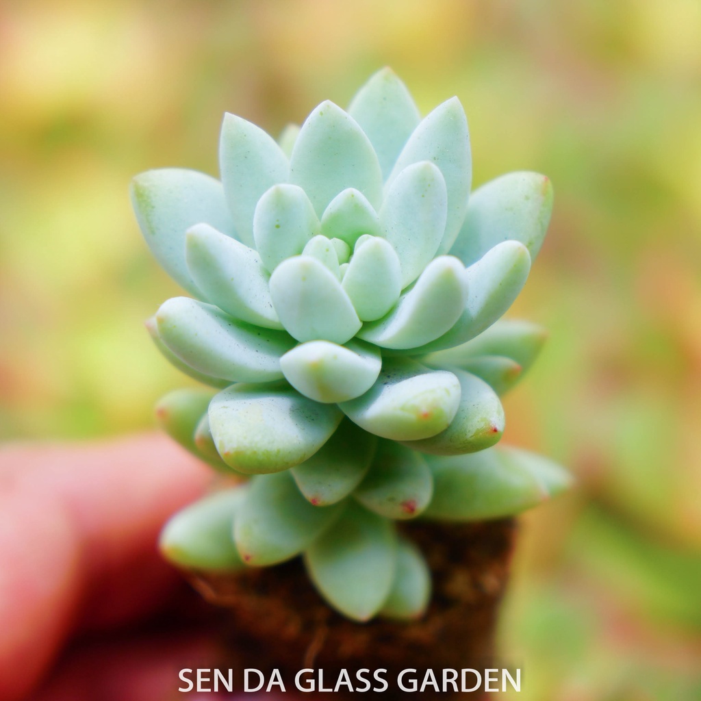 Sen đá chuỗi ngọc lam size GLASS GARDEN mini 3-4cm, sen đá mini Đà Lạt
