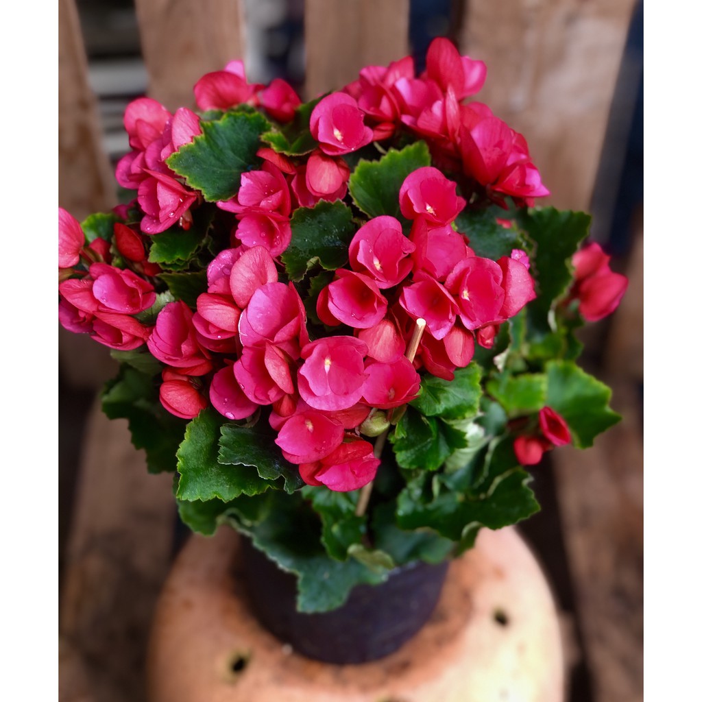 Chậu hoa Thu Hải Đường Beltulia Red chỉ giao TP.HCM
