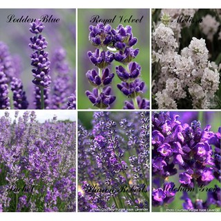 HẠT GIỐNG HOA OẢI HƯƠNG (LAVENDER) - 1 GÓI