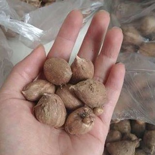Củ hoa lan nam phi hoa màu hồng ( 1 củ tặng kèm 1 viên nén ươm củ)