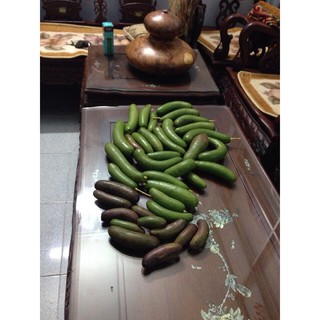 CÂY GIỐNG BƠ KHÔNG HẠT
