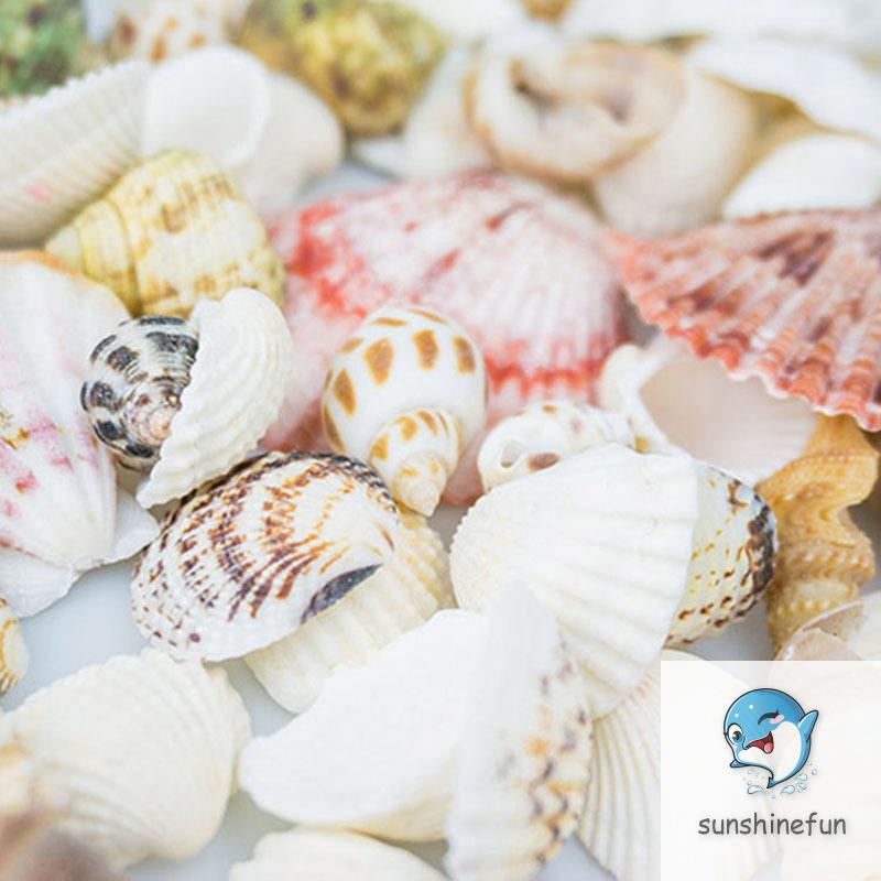 100G Vỏ Sò / Ốc Biển Trang Trí Bể Cá