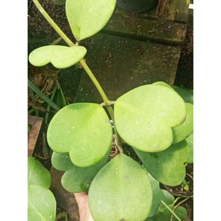 Hoya Kerrii (Cẩm Cù lá tim) ảnh thật