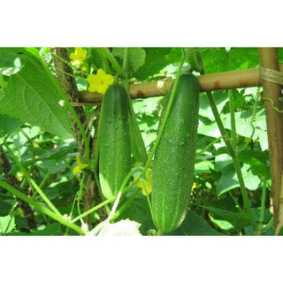 Hạt Giống Dưa Chuột Nếp Ta