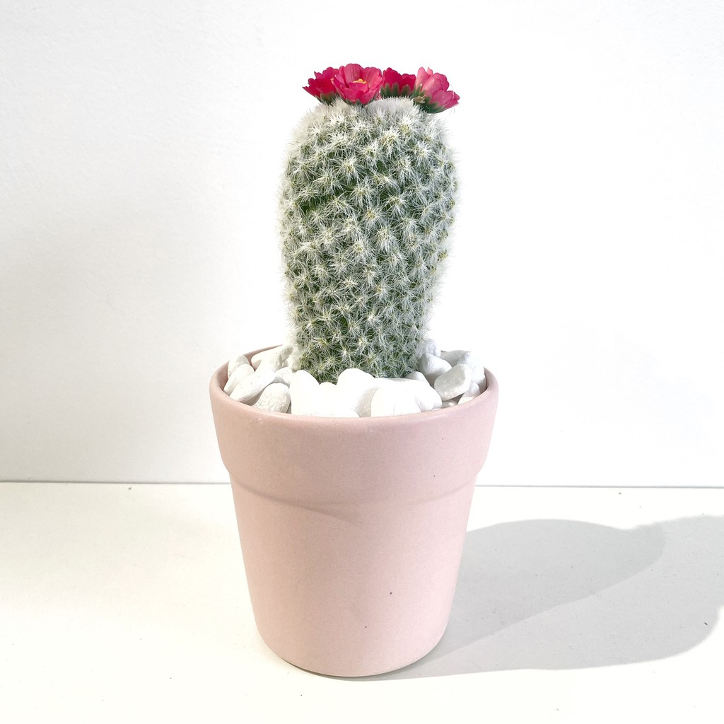 Cây giả Decor - Chậu xương rồng mini Decor Trang trí