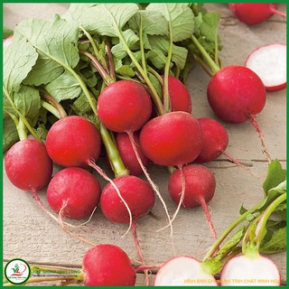 Hạt giống Cải củ đỏ TN 83