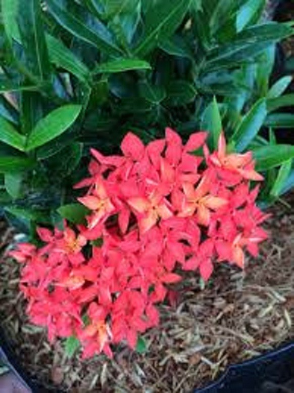 Hoa mẫu đơn bỉ- màu đỏ, gửi đi nguyên bầu lớn đang hoa, dòng lá nhỏ dày
