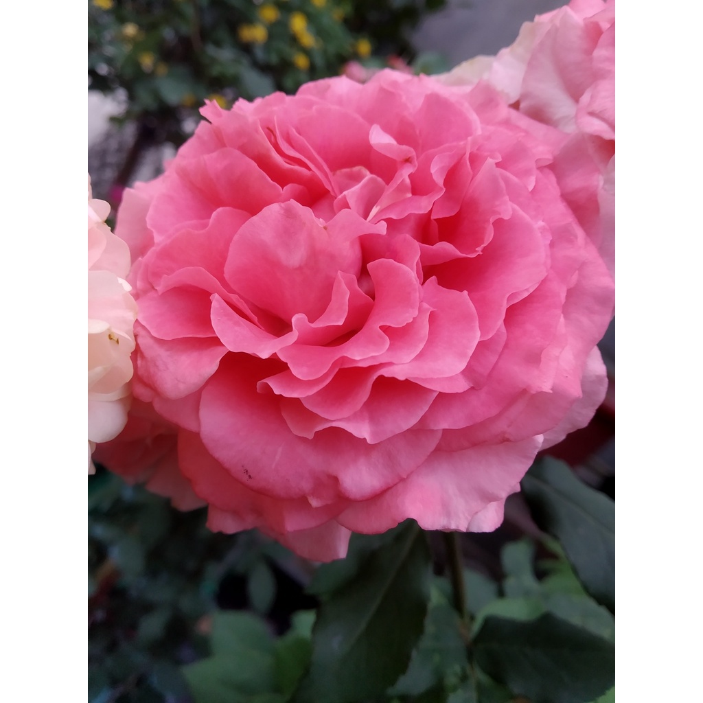 1kg Phân hữu cơ Organic Nhật chuyên bón cho CÂY KIỂNG, HOA HỒNG, RAU CỦ, HOA QUẢ