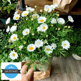 50h Hạt Giống Cỏ Thơm Feverfew Cúc TANA Trị Đau Nửa Đầu