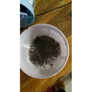 Máy đèn bắt muỗi SAKURA nhật bản