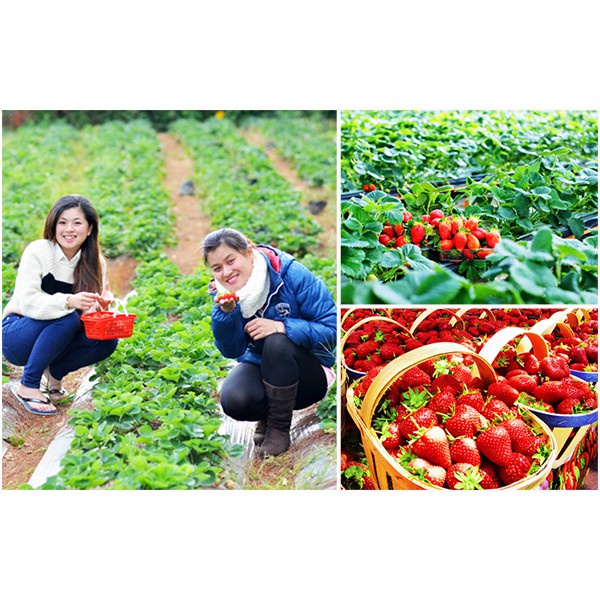 Hạt giống dâu tây F1 Loại chịu nhiệt dễ trồng năng suất cao kháng sâu bệnh ( 50gr ,100gr,200gr )