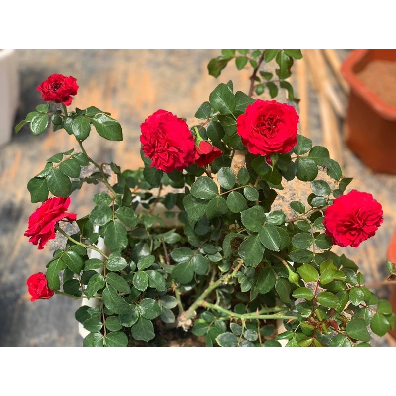 Hoa hồng ngoại Red Leonardo Da Vinci - câg nguyên chậu