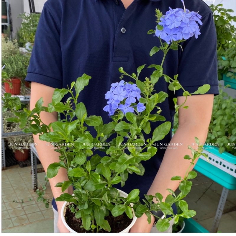 Chậu Cây Hoa Thanh Xà JUN GARDEN