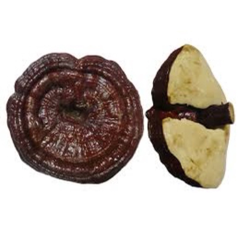 Nấm Linh Chi Đỏ Nguyên Tai Hàn Quốc Túi 1kg Nấm Giúp Giảm Lão Hóa Bảo Vệ Gan Thận Bổ Não Lợi Tiểu Tăng Tuổi Thọ Đẹp Da