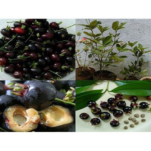 CÂY GIỐNG CHERRY BRAZIL CHỊU NHIỆT, CAM KẾT CHUẨN GIỐNG F1