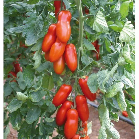 Hạt Giống Cà Chua Roma Tomatos Quả Dài Vị Ngọt Giống Cao Sản Gói 30 Hạt