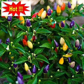 Hạt Giống Ớt Ngũ Sắc 30 Hạt
