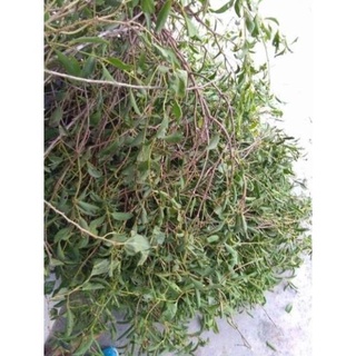 0,5kg 🌿tầm gửi dâu khô sạch