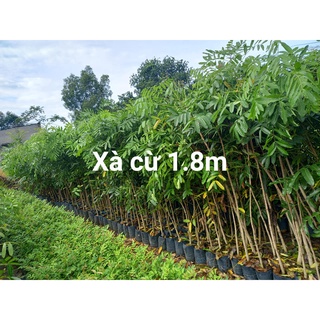 1kg hạt giống cây xà cừ