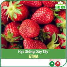 Hạt Giống Dâu Tây Etna chịu nhiệt, đóng gói 10 hạt, hạt dâu tây, hạt giống cây trồng,hạt giống rau
