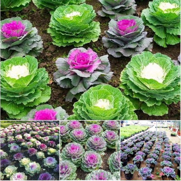 Hạt giống Bắp Cải Hoa Hồng mix màu -1 gói 30 hạt - tặng kèm 3 viên nén kích thích ươm hạt