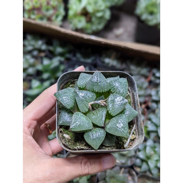 Sen đá kim cương Haworthia size chậu 7cm