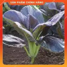 HẠT GIỐNG CẢI CHÍP ĐỎ GÓI 2 GRAM