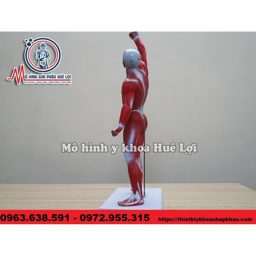 MÔ HÌNH GIẢI PHẪU TOÀN BỘ LỚP CƠ NÔNG CỦA CƠ THỂ NGƯỜI