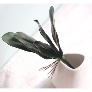 Cụm Lá Lan Hồ Điệp /gốc lá Lan đẹp - loại 1