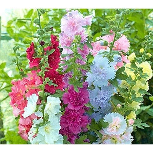 HẠT GIỐNG CẨM CHƯỚNG ĐẸP DỄ TRỒNG NẢY MẦM CỰC ĐỈNH TomorrowSeeds - Summer Carnival Hollyhocks Seeds - Count Packet