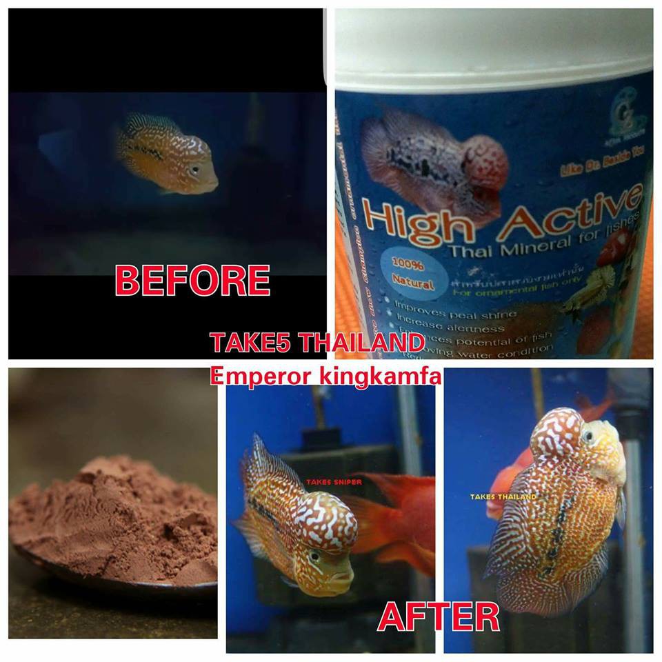 HIGH ACTIVE Khoáng Chất Giúp Cá Sung,Giảm Stress,Lên Màu Đẹp. Hàng Thái Lan